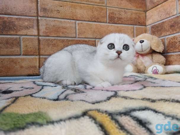 Шотландский котенок, фотография 8
