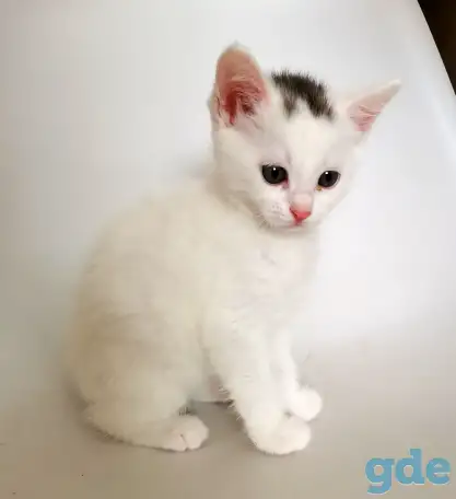отдам котят, фотография 2