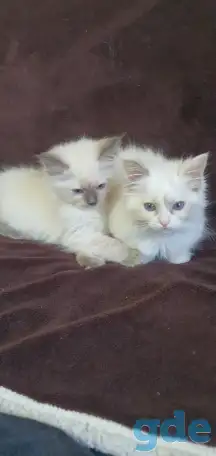 Котята рэгдоллл, фотография 4