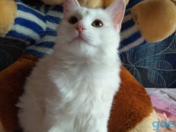 Котята Мейн-кун, фотография 4