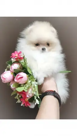 Померанский шпиц, щенки. Мини мишки, фотография 6