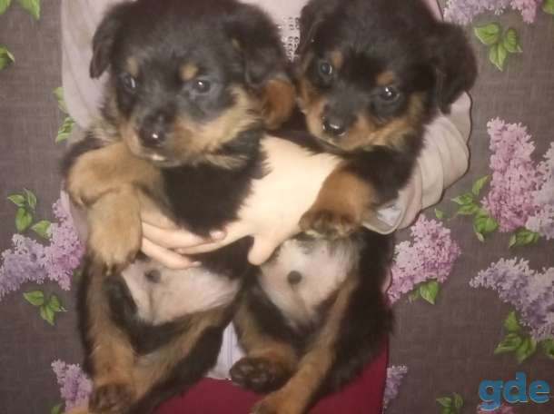 Предлагаем к брони щенков ротвейлеров ., фотография 2