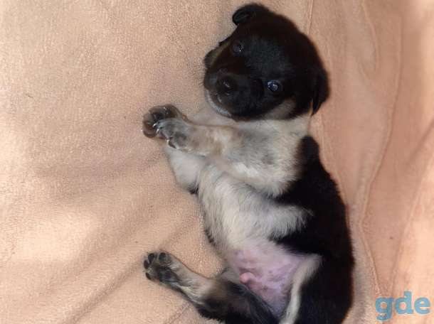 Щеночки ищут хозяев, фотография 8