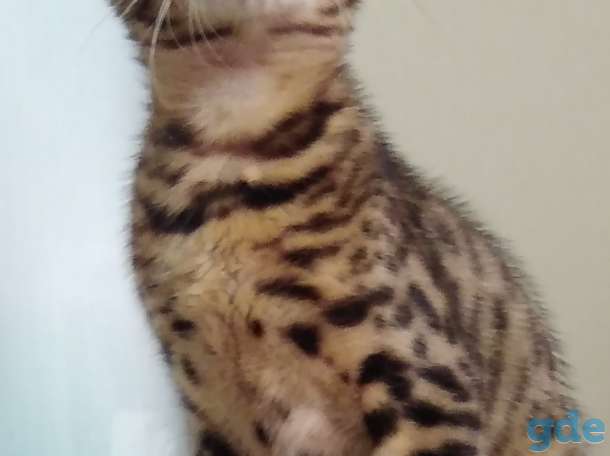 Роскошные котики, фотография 1