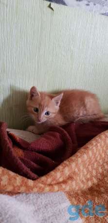 Котята в добрые ручки, фотография 2