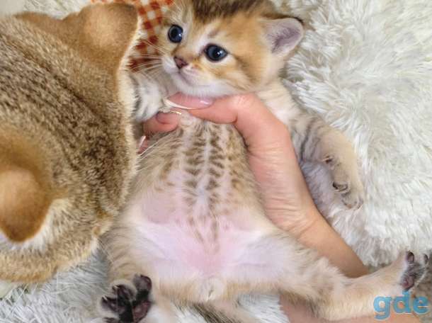 Котята шотландские ЗОЛОТАЯ ШИНШИЛЛА, фотография 2
