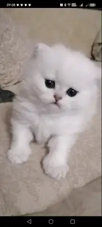 Продажа шотландского котенка, фотография 1