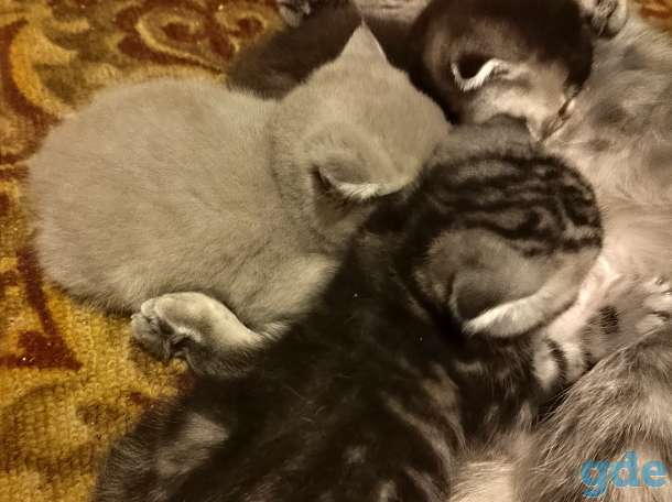 Шотландские котики, фотография 1