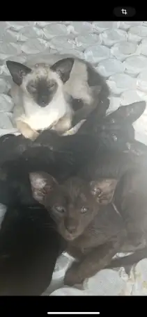 Ориентальные котята к продаже, фотография 2