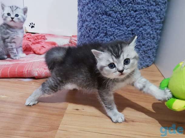 Котятки шиншиллятки,шотландские девочки., фотография 6