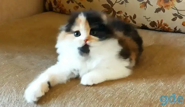 Шотландские котята яркого окраса, фотография 8