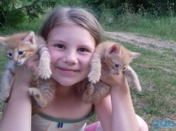 Котята в добрые руки, фотография 2