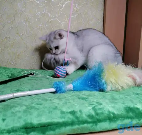Британские котята, фотография 4