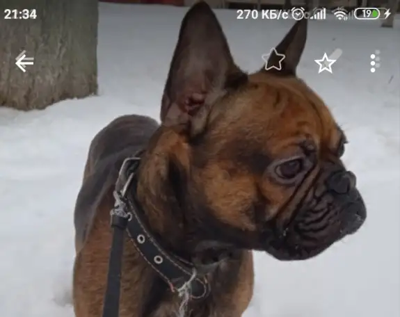 Французский бульдог, фотография 2
