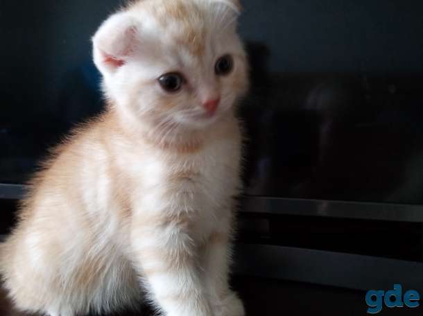 Котята, фотография 1