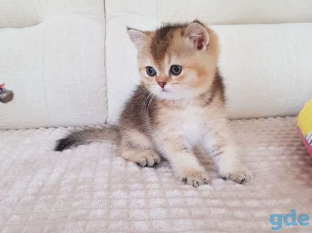Чистокровные шотландские котята, фотография 3