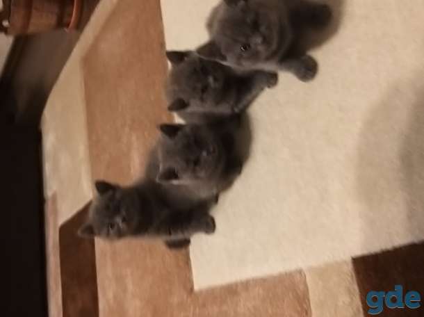 Британские котята, фотография 4