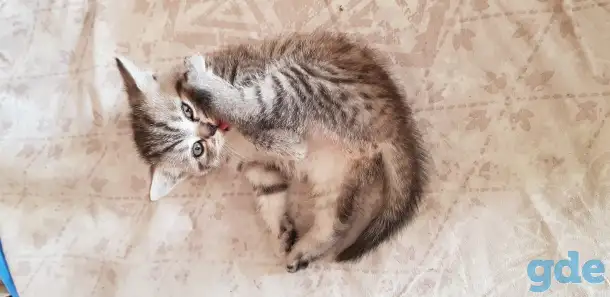Котята шотландской прямоухой, фотография 5