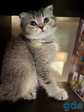 Котята ШОТЛАНДЦЫ, фотография 3