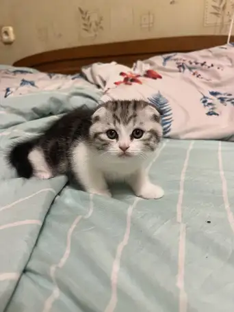 Шотландские котята, фотография 1
