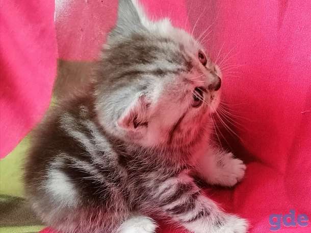 Шотландские котята, фотография 6