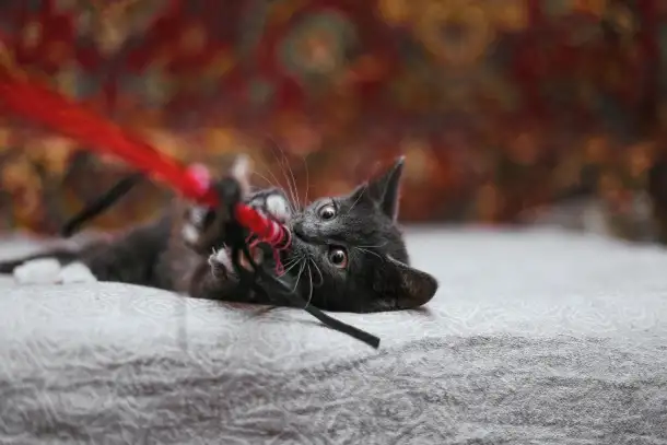 Милейший котеночек Масик мечтает найти семью!, фотография 2