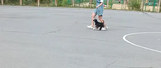 Щенки, фотография 5