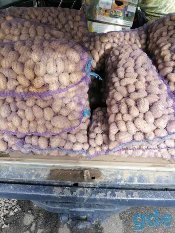 Продам картофель, не дорого, с доставкой по г. Минску от сетки., фотография 2