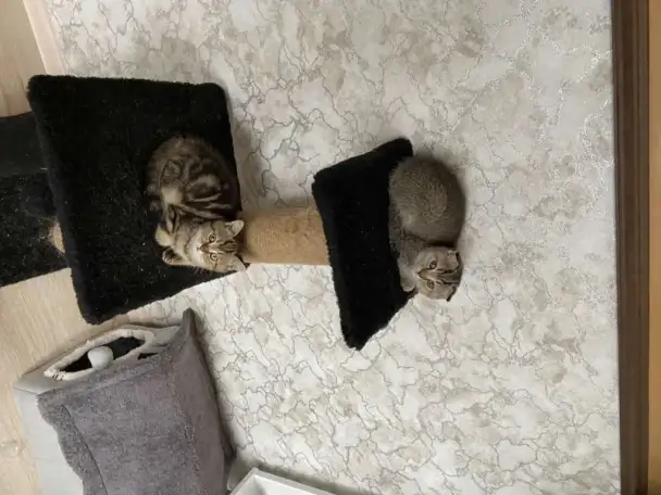Шотландские котята, фотография 2