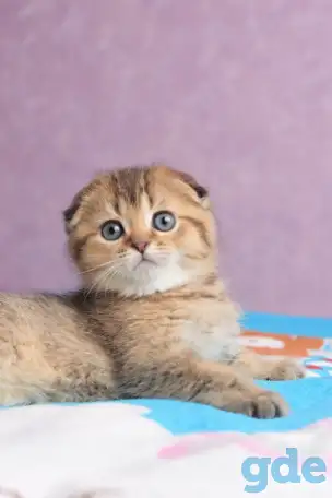 Котята шотландские ЗОЛОТАЯ ШИНШИЛЛА, фотография 3