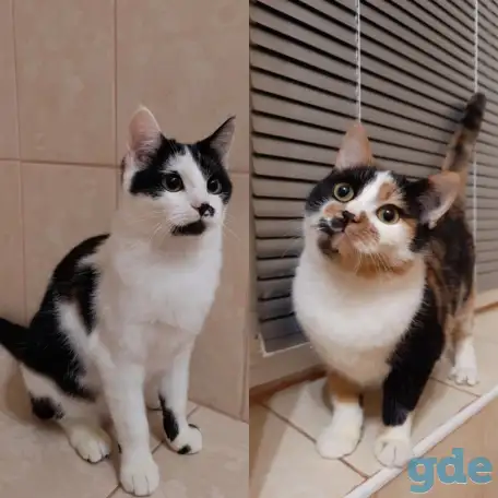 Котята, фотография 1