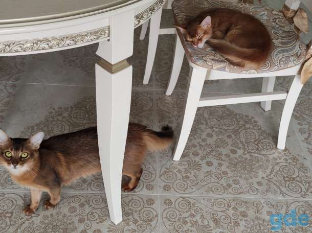 Сомалийские котята (мальчики), фотография 5