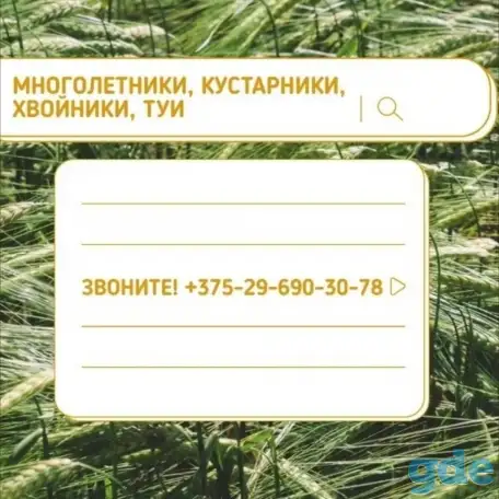 ТУИ, Хвойники, Рассада цветов оптом от производителя., фотография 5