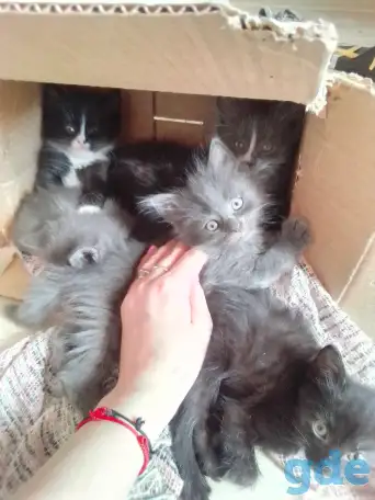 Отдам котят смесь с британским в хорошие руки, фотография 1