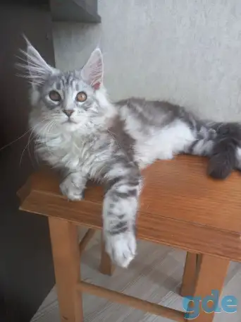 Мейн кун, фотография 6
