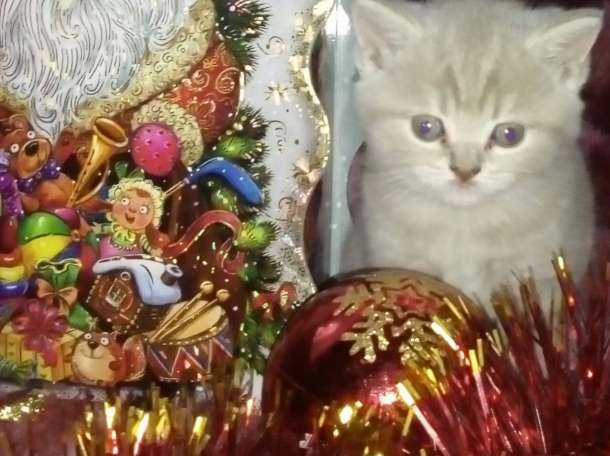 Британские котята , фотография 1
