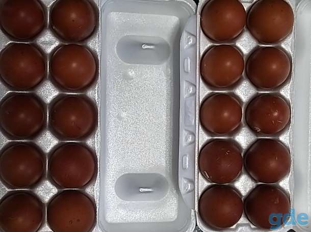 Инкубационное яйцо кур маран черно-медный и араукана дикого окраса, фотография 2