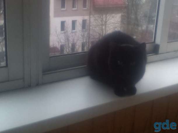 Кошечку в дар, фотография 1