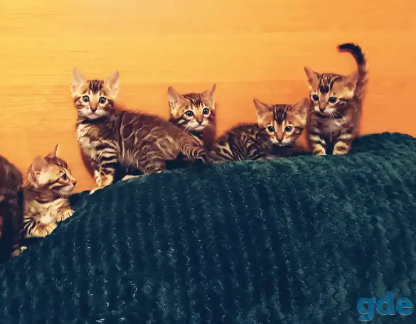 Бенгальские котята, фотография 3