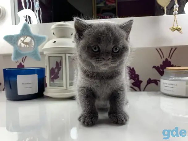Британские котята., фотография 5