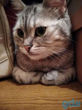 Умная кошка Ричи в добрые руки, фотография 4