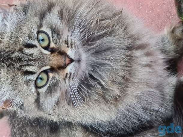 Милые котики ищут дом, 4 месяца, фотография 1