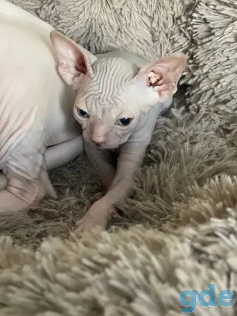 Котята канадского сфинкса, фотография 8