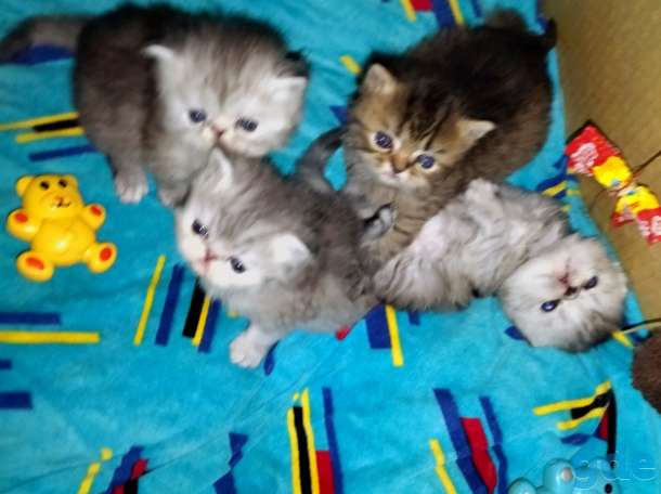 Персидские котята., фотография 4