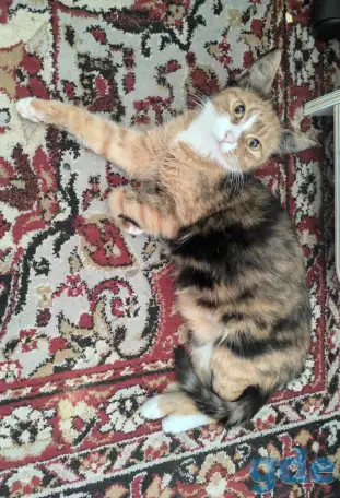 Котята в очень добрые руки, фотография 4