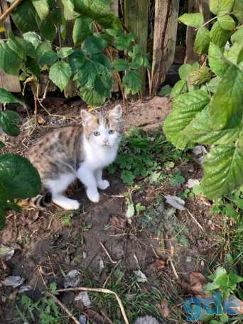 Котята ищут дом или передержку, фотография 1