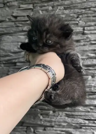 Котята шотландская вислоухая, фотография 4