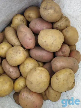 Продам домашний картофель, фотография 1