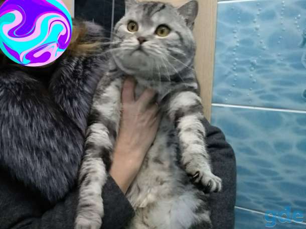 Шотландские котята, фотография 6