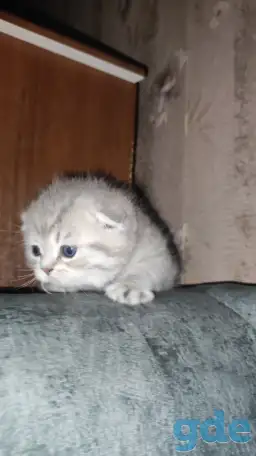 Шотландские чистокровные котята, фотография 2